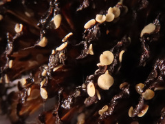 Calycellina alniella