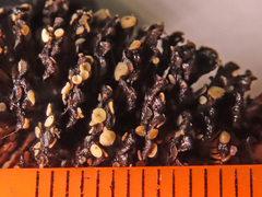 Calycellina alniella