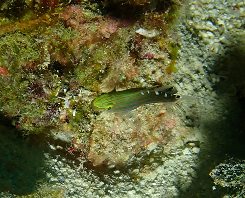 Old glory (Koumansetta rainfordi) — Gobiidae — 2