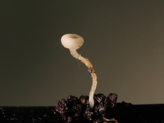Ciboria amentacea