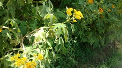 Verbesina tecolotlana