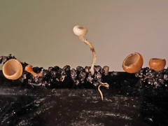 Ciboria amentacea
