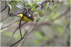 Myioborus melanocephalus
