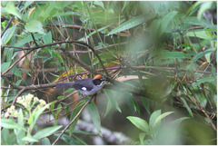 Atlapetes leucopterus