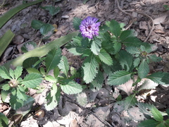 Centratherum punctatum