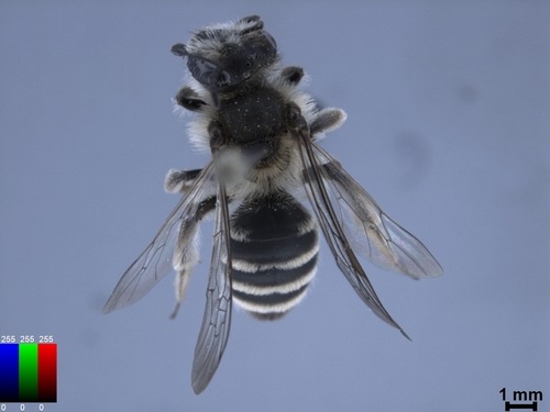 iNaturalist observation photo of Mining Bees