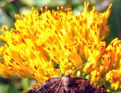 Verbesina tecolotlana