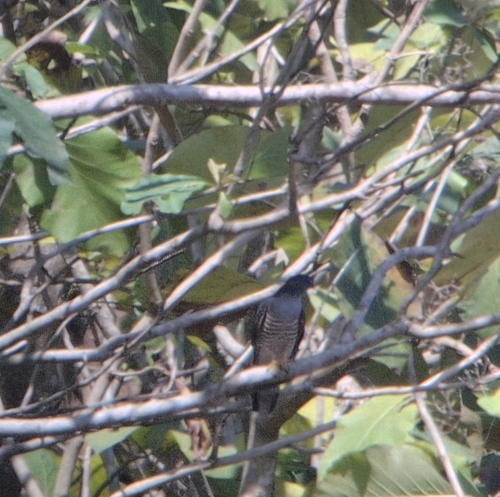 African Cuckoo-Hawk (Aviceda cuculoides)
