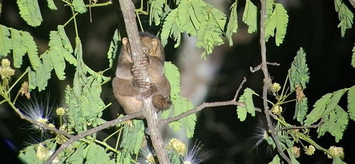 West African Potto