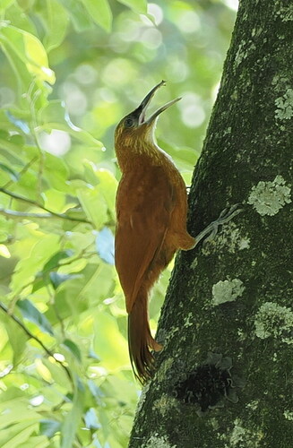 Great Rufous Woodcreeper (Xiphocolaptes major), photo 10