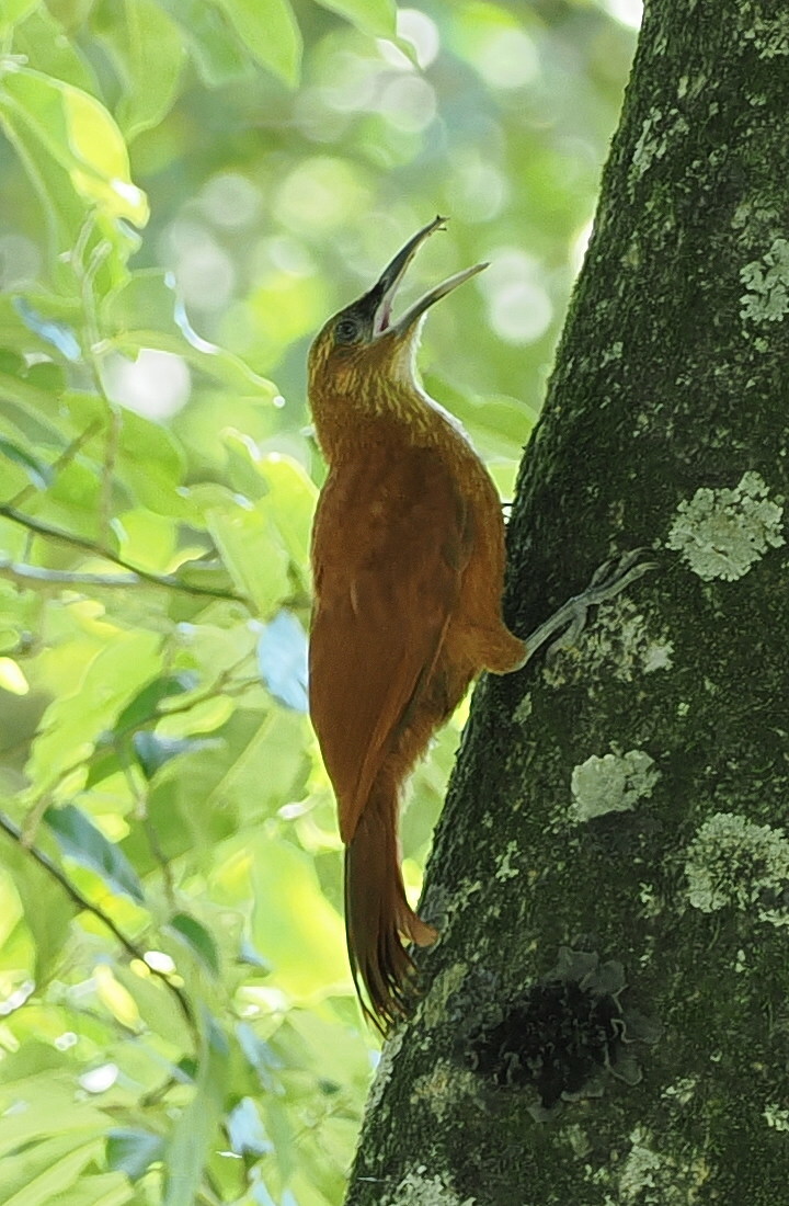 Great Rufous Woodcreeper (Xiphocolaptes major), photo 9