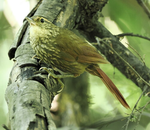 Buff-browed Foliage-gleaner (Syndactyla rufosuperciliata)