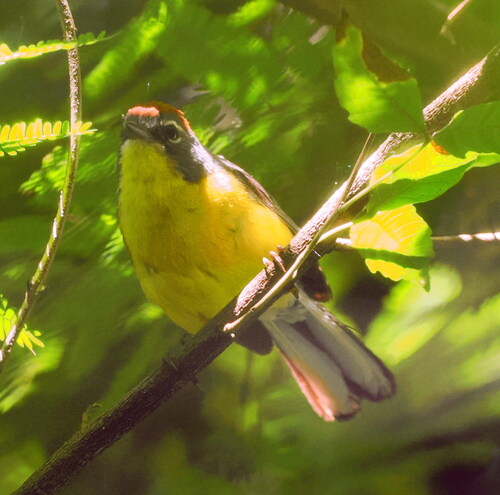 Brown-capped Whitestart (Myioborus brunniceps), photo 2