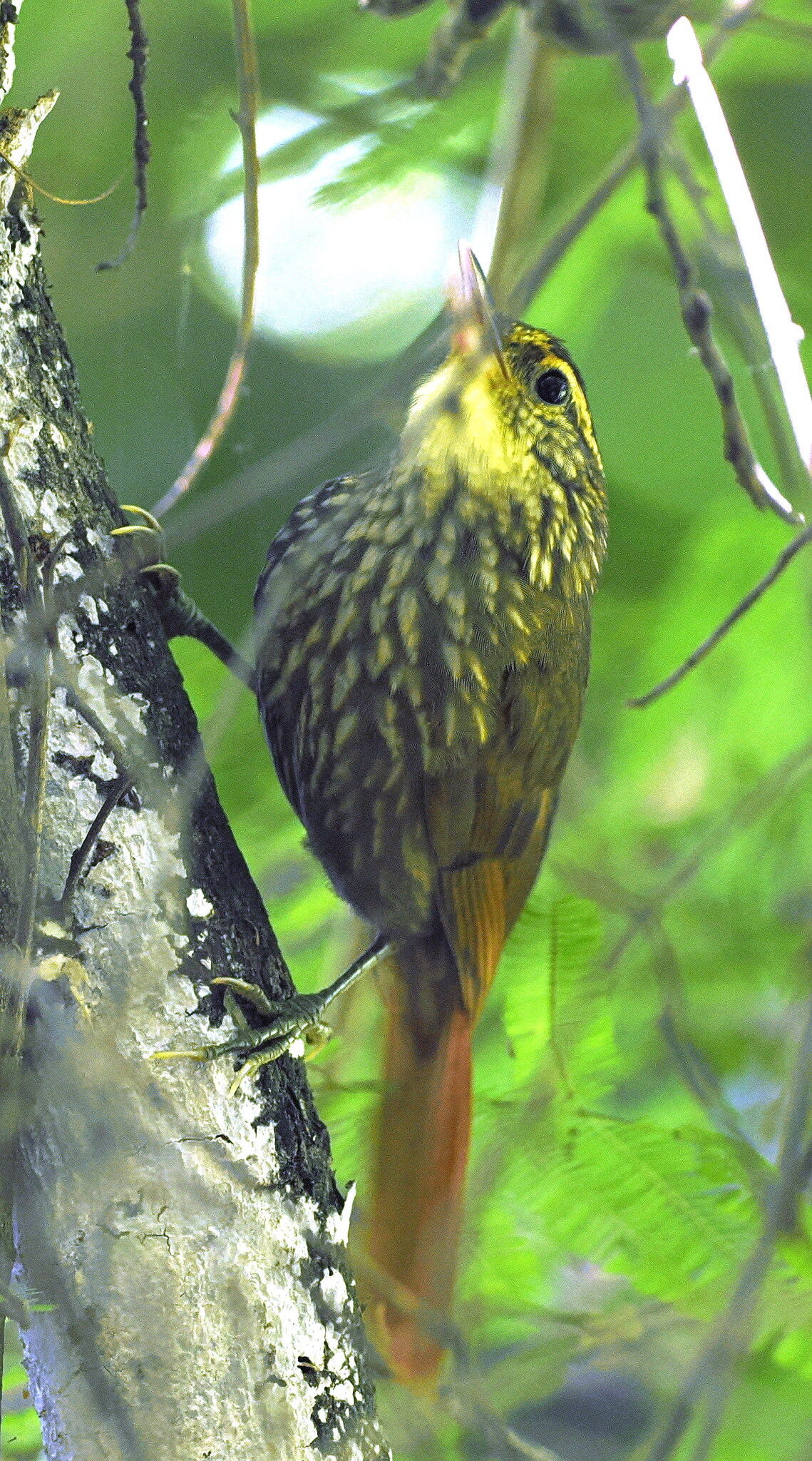 Buff-browed Foliage-gleaner (Syndactyla rufosuperciliata), photo 2