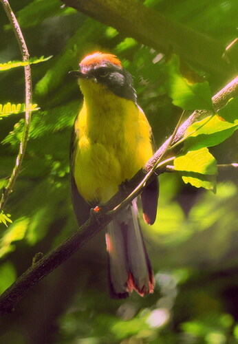 Brown-capped Whitestart (Myioborus brunniceps)