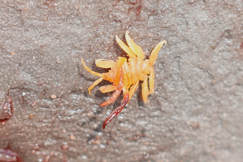 Cyamus erraticus