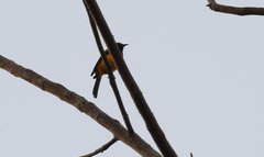Icterus auricapillus