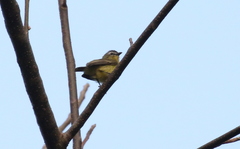 Ornithion brunneicapillus