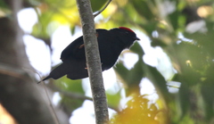 Chiroxiphia lanceolata