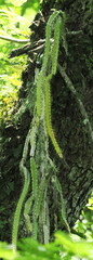 Pfeiffera ianthothele, photograph (c) Rosario Douglas, some rights reserved (CC BY)