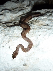 Boaedon fuliginosus