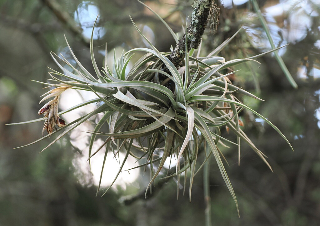 Tillandsia ixioides; photograph (c) Rosario Douglas, some rights reserved (CC BY)