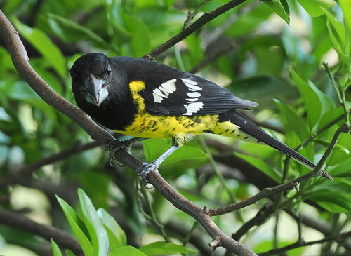 Black-backed Grosbeak (Pheucticus aureoventris)