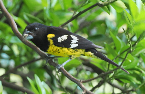 Black-backed Grosbeak (Pheucticus aureoventris), photo 2