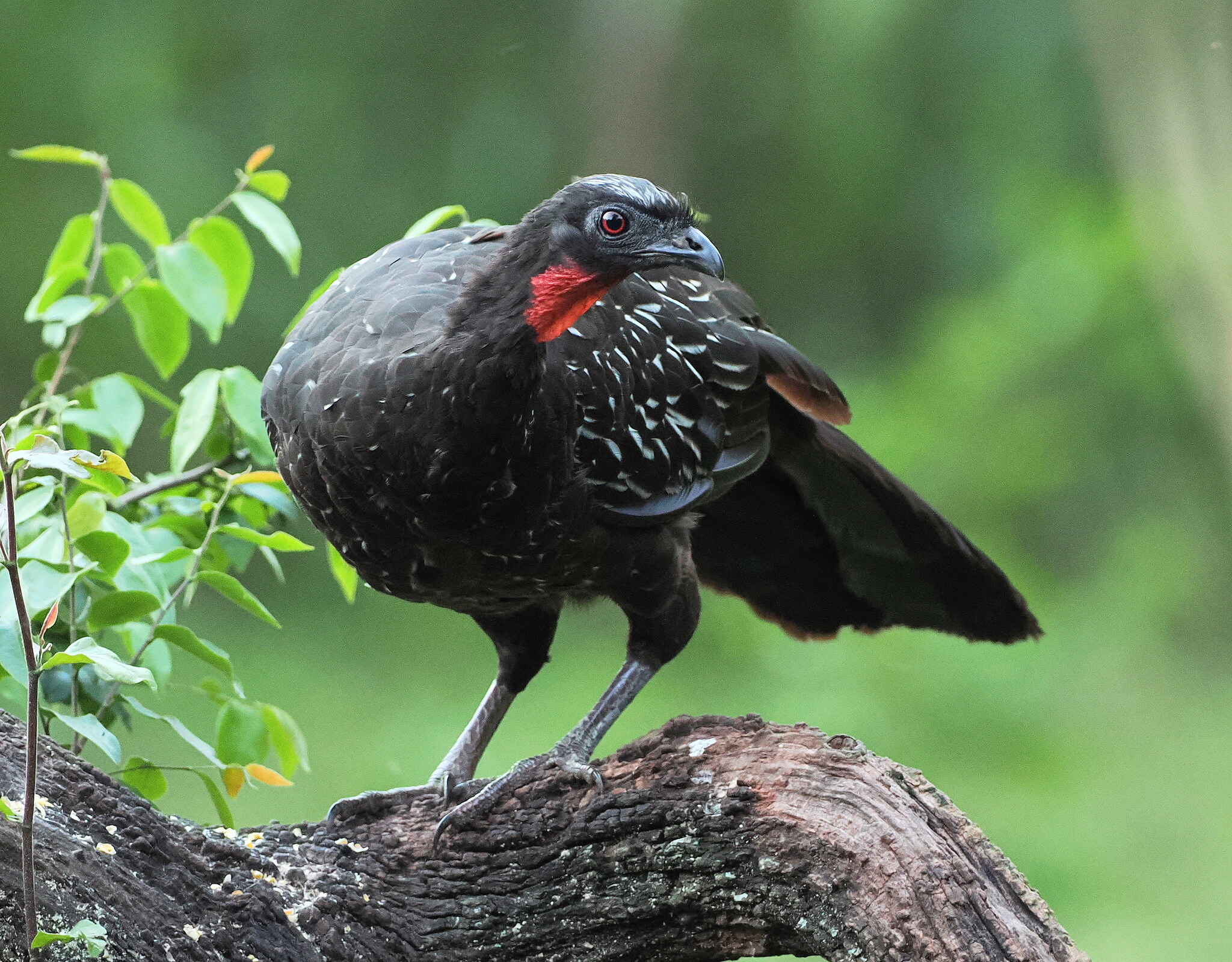 Yungas Guan (Penelope bridgesi), photo 7