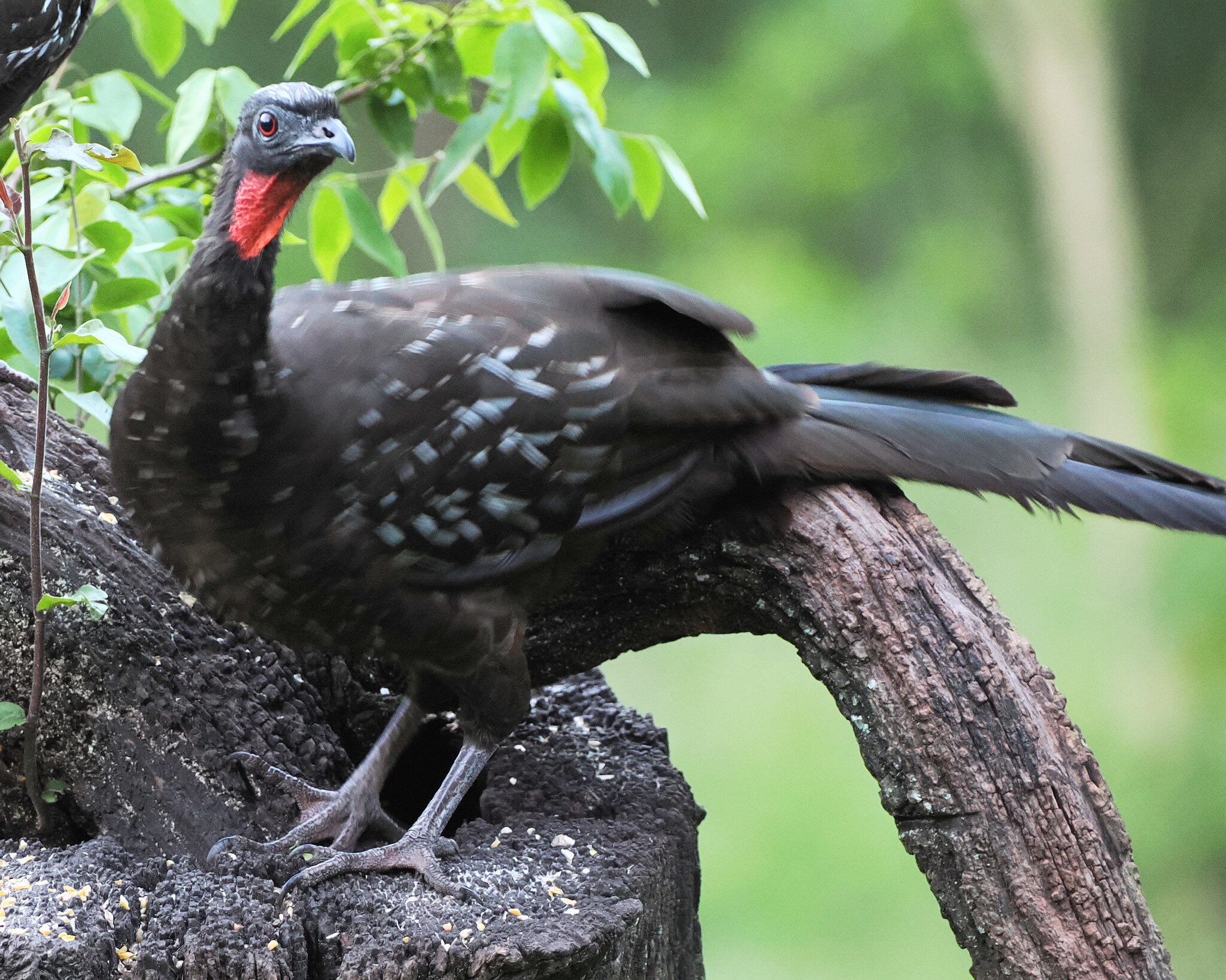 Yungas Guan (Penelope bridgesi), photo 6