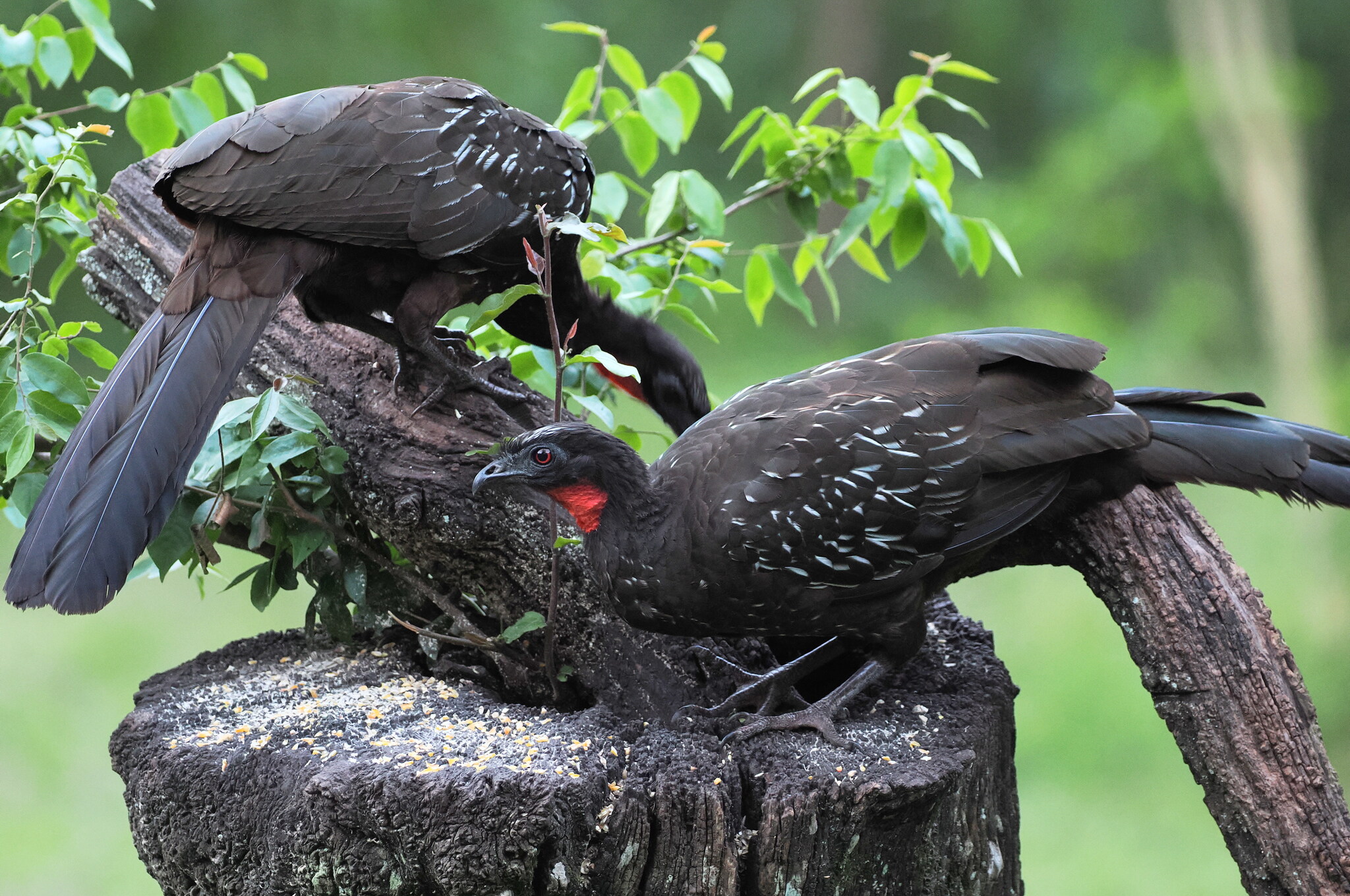 Yungas Guan (Penelope bridgesi), photo 8