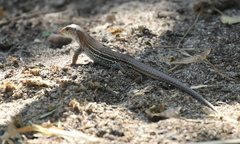 Ameiva bifrontata