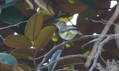 Camptostoma obsoletum