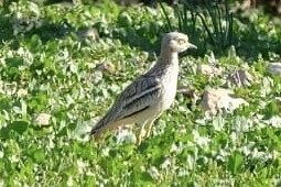 Eurasian Stone-curlew (Burhinus oedicnemus), photo 4