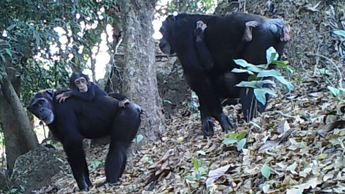 West African Chimpanzee