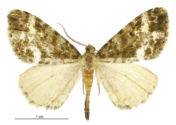 Pseudocoremia lactiflua