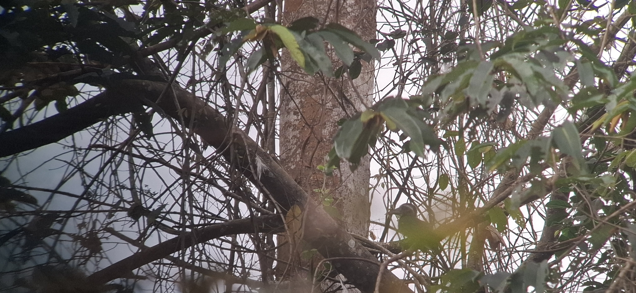Western Dwarf Hornbill (Horizocerus hartlaubi), photo 1