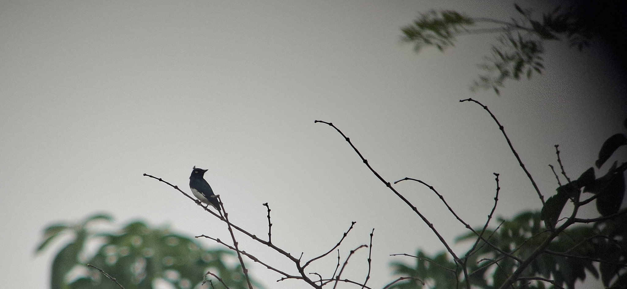 Black-and-white Shrike-flycatcher (Bias musicus), photo 1