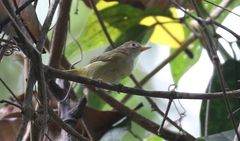 Pachysylvia aurantiifrons