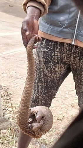 African White-bellied Pangolin