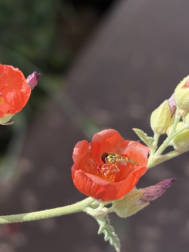 Unknown species found near Scottsdale Community College, Scottsdale, AZ, US