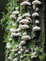 Marasmiellus candidus