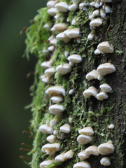 Marasmiellus candidus