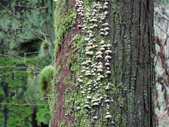 Marasmiellus candidus