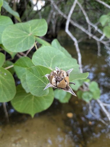Talipariti tiliaceum