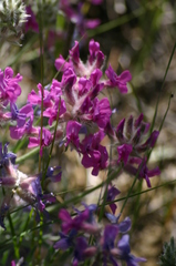 Oxytropis lambertii