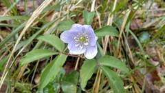 Anemonoides trifolia albida
