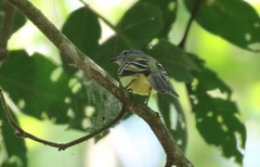 Myiopagis gaimardii