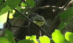 Myiopagis gaimardii