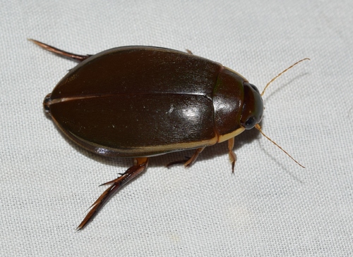 peardrop beetle
